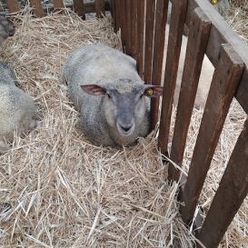 IMG_20260317_104604443 - Copie (3).jpg