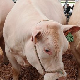 IMG_20260317_105020491 - Copie (2).jpg