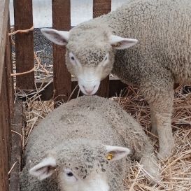 IMG_20260317_104648683 - Copie.jpg