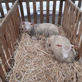 IMG_20260317_104550527 - Copie (2).jpg